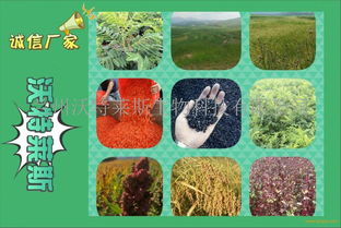 啤酒酵母粉 厂家直销的高品质选择